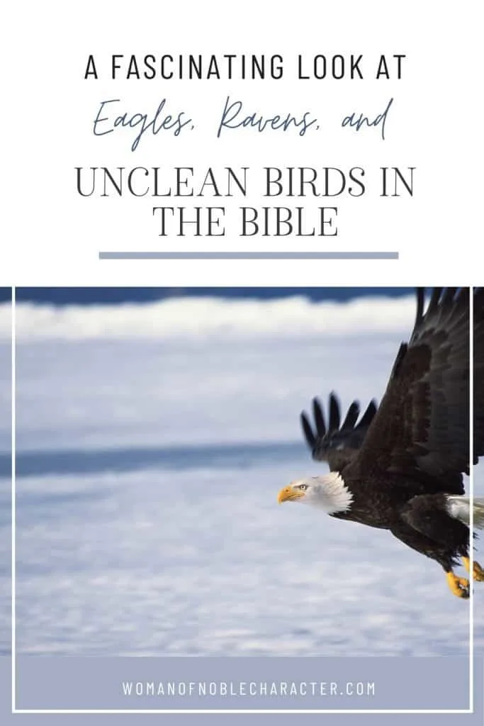 A Fascinating Look At Eagles, Ravens And Unclean Birds In The Bible -