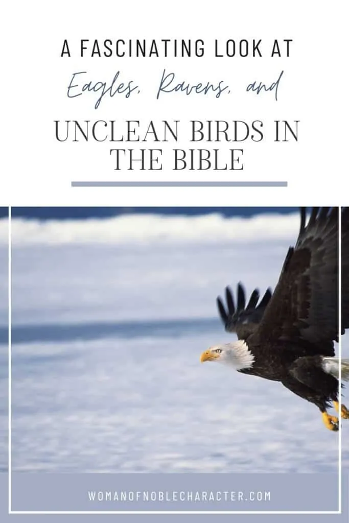 An image of an eagle flying over water with an overlay of text that says, "A Fascinating Look at Eagles, Ravens and Unclean Birds in the Bible"