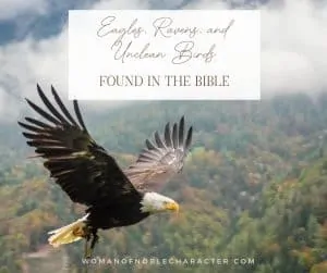 An image of an eagle flying over land with an overlay of text that says, "Eagles, Ravens and Unclean Birds in the Bible"
