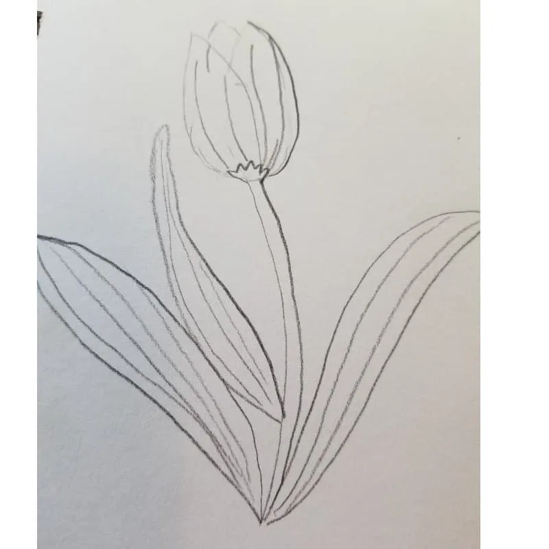 How To Draw Six Easy, Yet Beautiful, Flowers For Bible Journaling 2