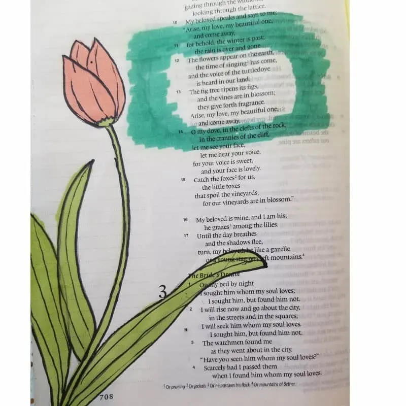 tulip - flowers for Bible journaling on a Bible page