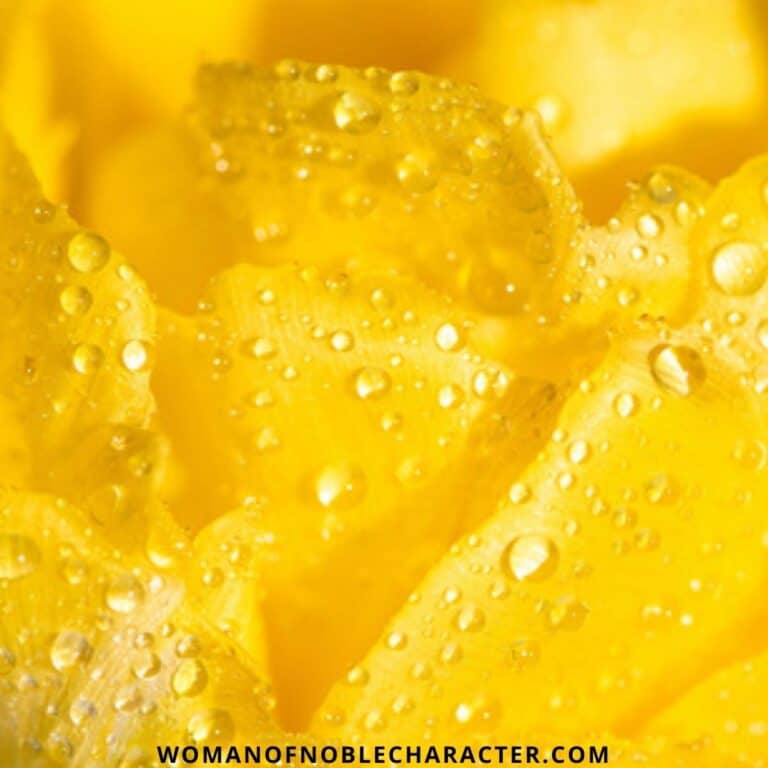 Yellow In The Bible – The Significance Of The Color Yellow In Scripture