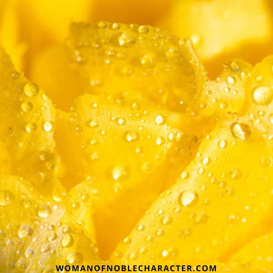 Yellow In The Bible - The Significance Of The Color Yellow In Scripture