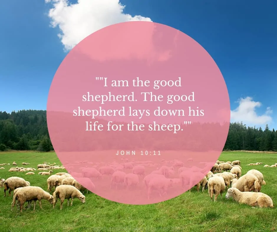 An image of sheep in a field with a pretty blue sky and John 10:11 quoted