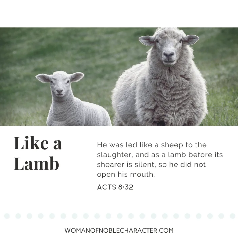 An image of a sheep and lamb with Acts 8:32 quoted