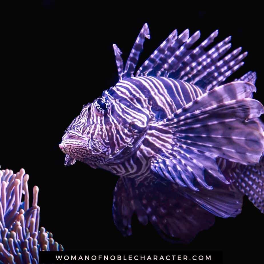 image of purple fish for the post Fish in the Bible: Stories, Significance and our Christian Faith