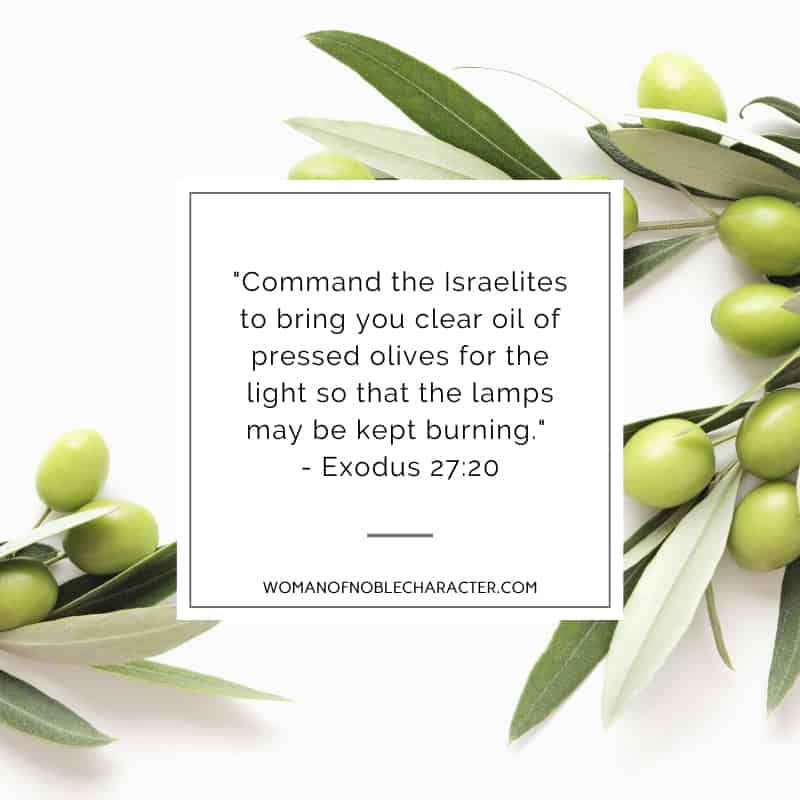 An image of green olives on the plant on a white background and Exodus 27:20 quoted