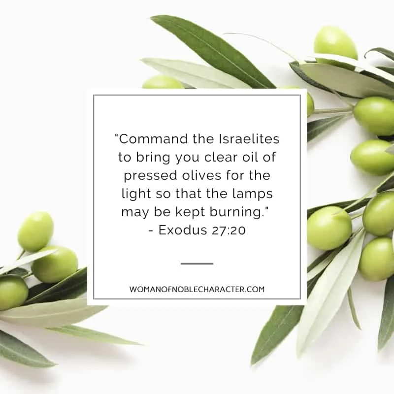 An image of green olives on the plant on a white background and Exodus 27:20 quoted