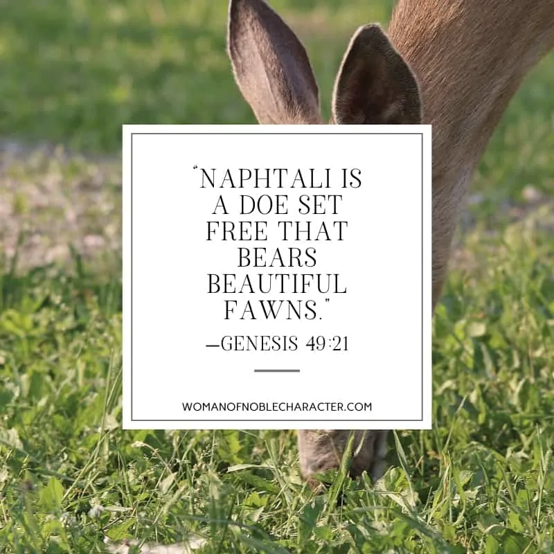 An image of a doe eating grass and text for Genesis 49:21