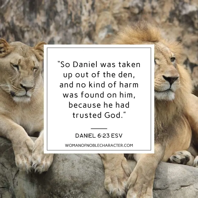 An image of a male and female lion laying on a rock and Daniel 6:23 quoted from ESV