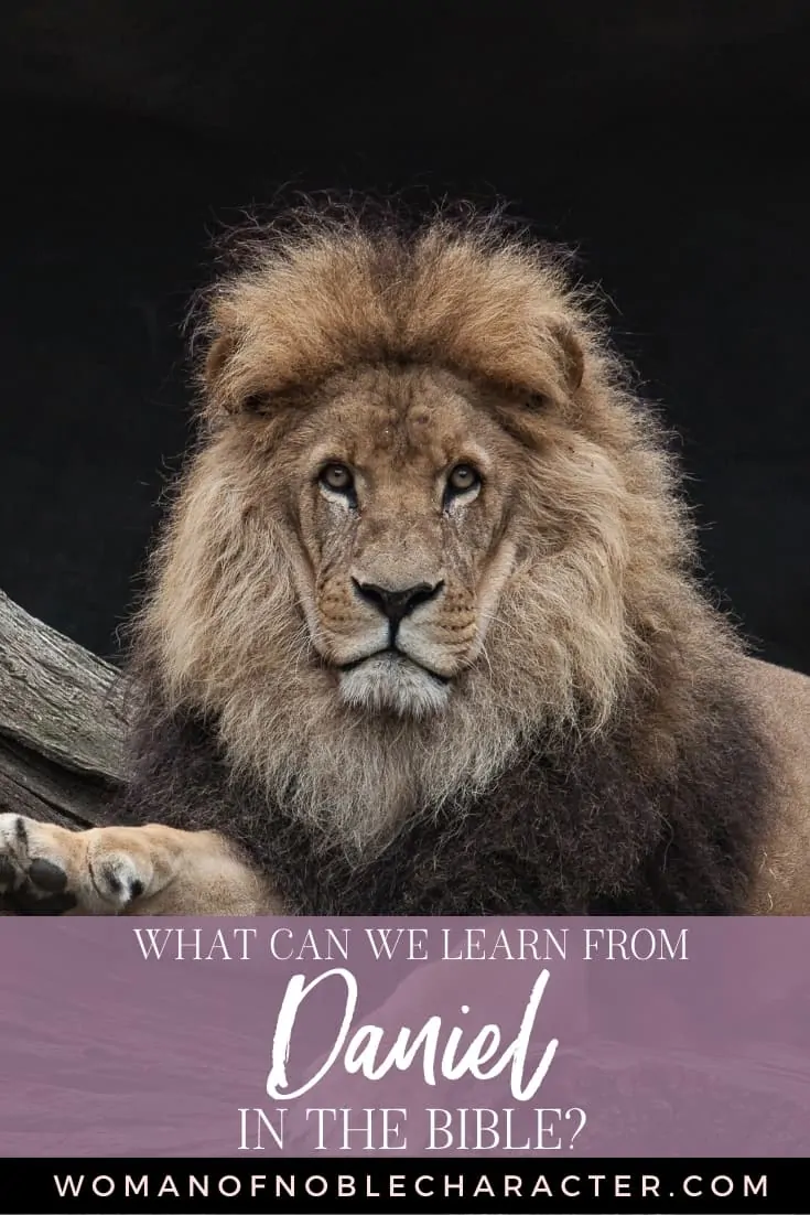 An image of a male lion on a rock and text that reads What Can We Learn From Daniel in the Bible?