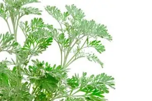 Artemisia absinthium (absinthium, absinthe wormwood,
