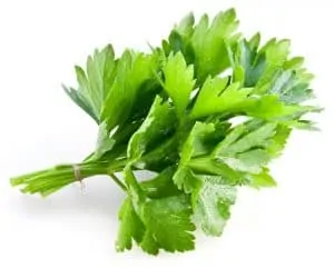 green coriander, spices in the Bible, bitter herbs