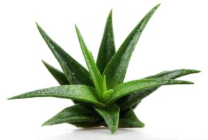 aloe spices in the Bible