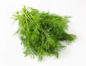 Sprigs of fresh dill weed, uses for biblical spices