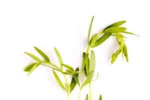 Hyssop herb leaf, biblical spices