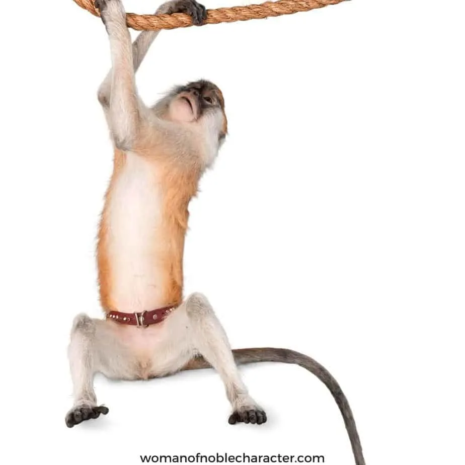 image of monkey hanging on a rope for the post Monkey See, Monkey Do: How to Model Godly Behavior