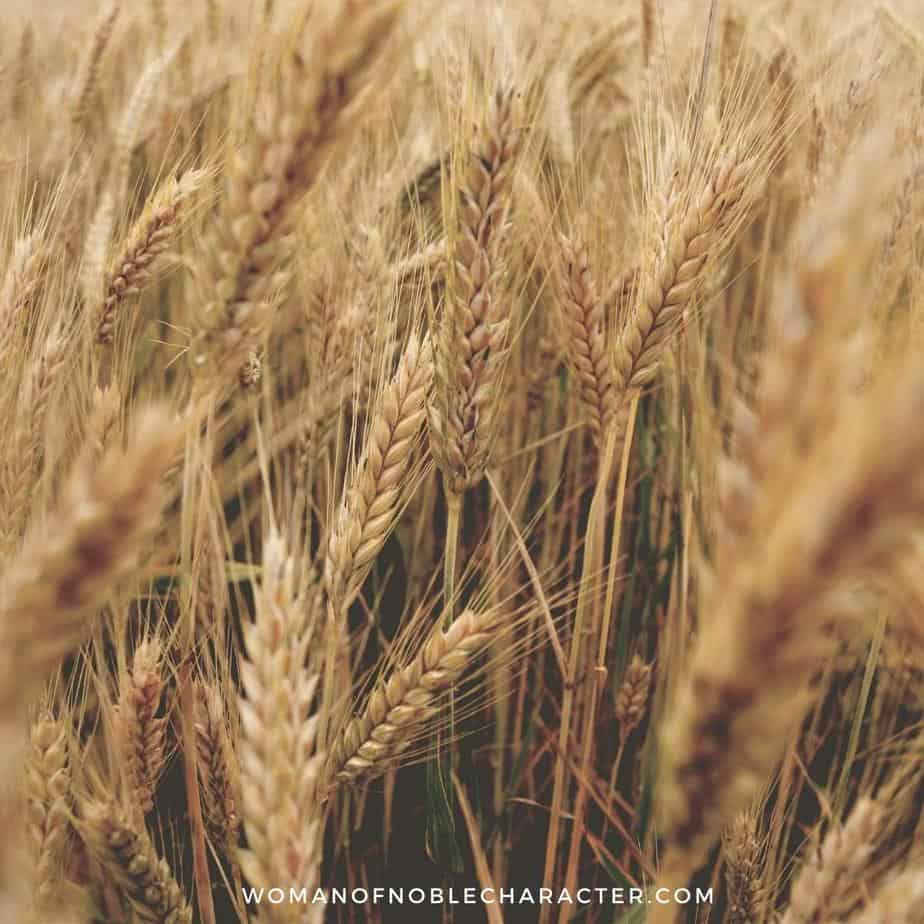 image of wheat field for the post The Interesting Tribe of Joseph (or is it the Tribes of Ephraim and Manasseh)?