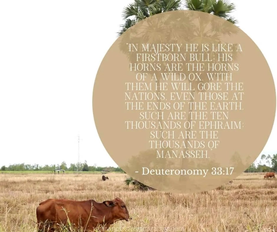 An image of a bull in a field with the quote, "In majesty he is like a firstborn bull; his horns are the horns of a wild ox. With them he will gore the nations, even those at the ends of the earth. Such are the ten thousands of Ephraim; such are the thousands of Manasseh.” from - Deuteronomy 33:17