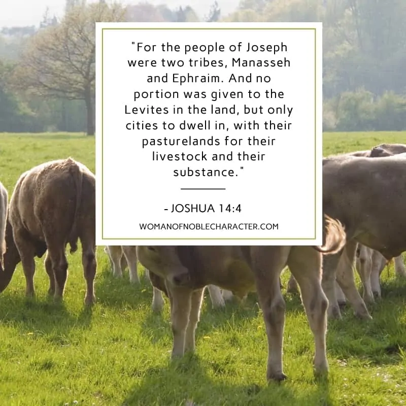An image of a herd of cows grazing on a grass field with the quote, ""For the people of Joseph were two tribes, Manasseh and Ephraim. And no portion was given to the Levites in the land, but only cities to dwell in, with their pasturelands for their livestock and their substance." from - Joshua 14:4
