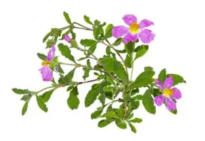 Rockrose or Cistus albidus, rose of sharon