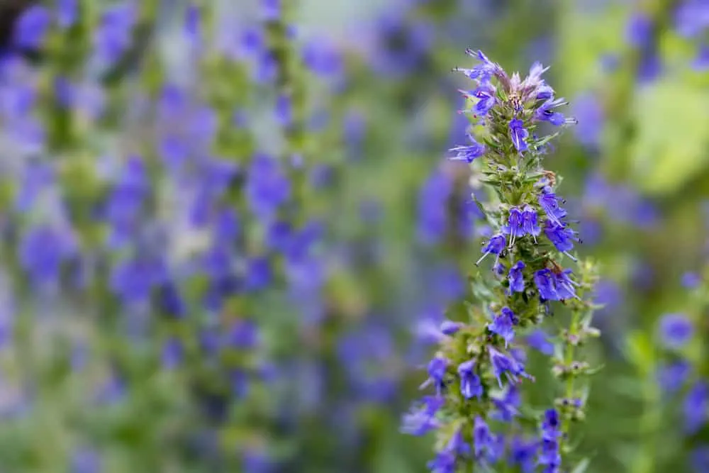 image of a Hyssop flower branch or Hyssopus officinalis for the post on plants in the Bible