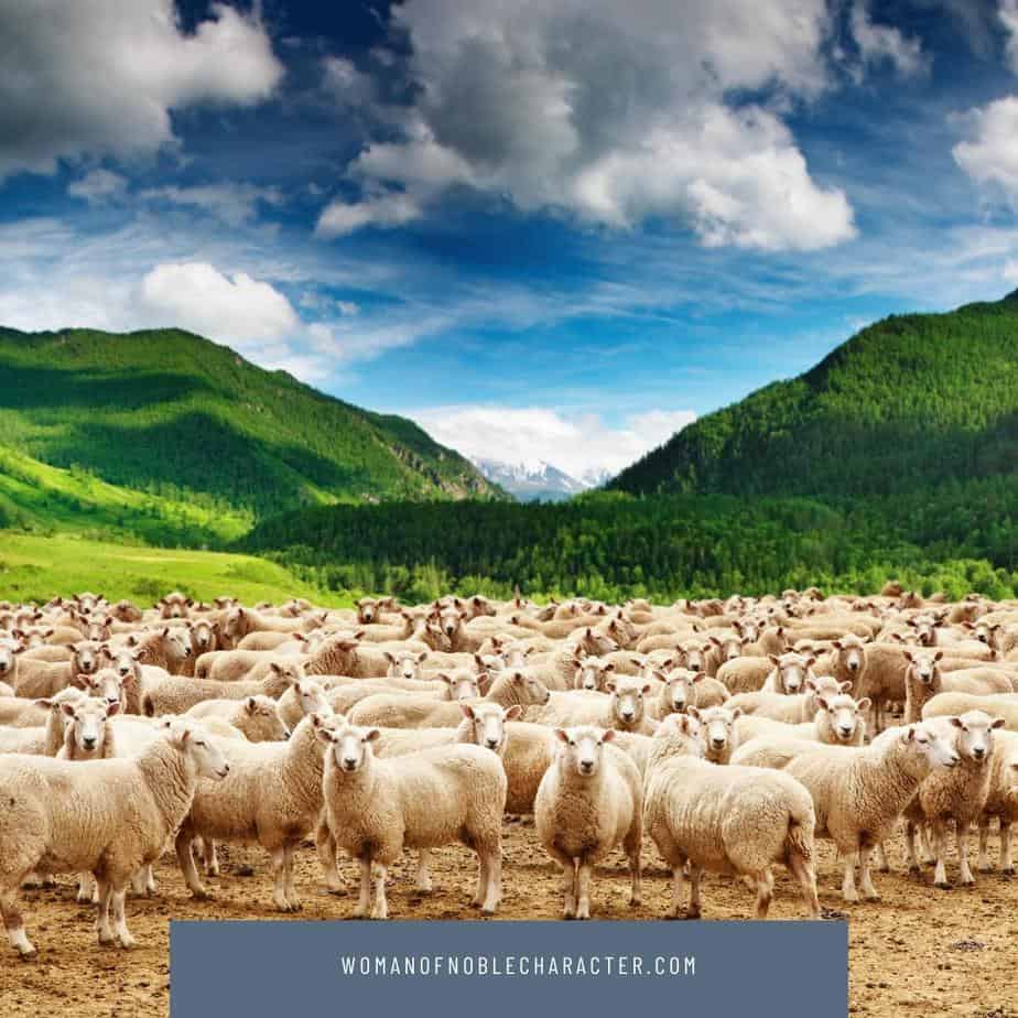 image of Sheep in a field links to post The Tribe of Manasseh