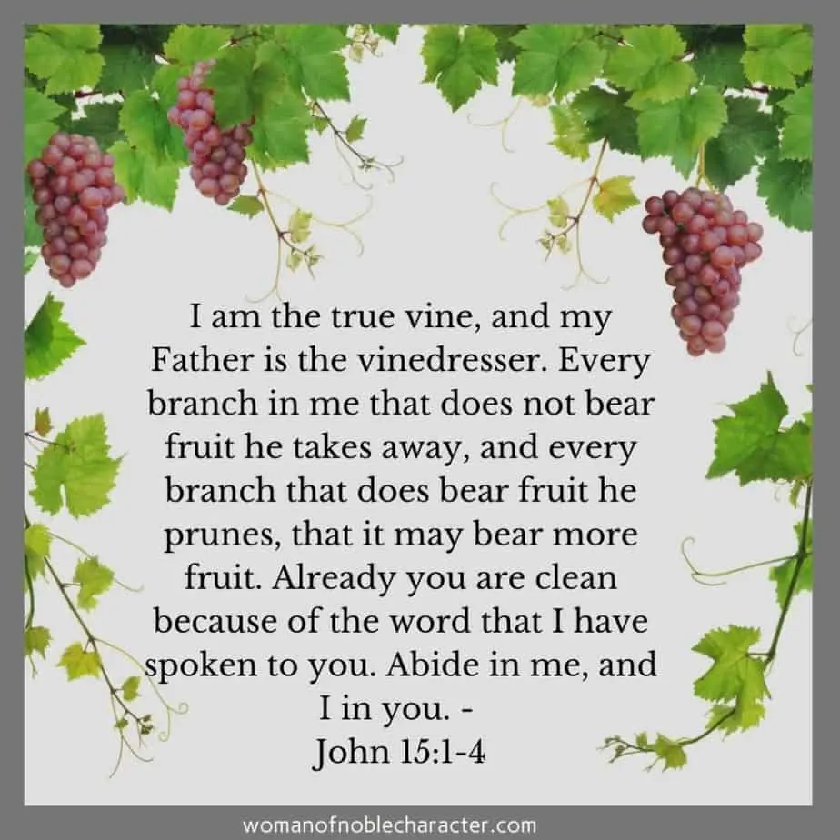 vine and grapes, abide in Him, John 15:1-4