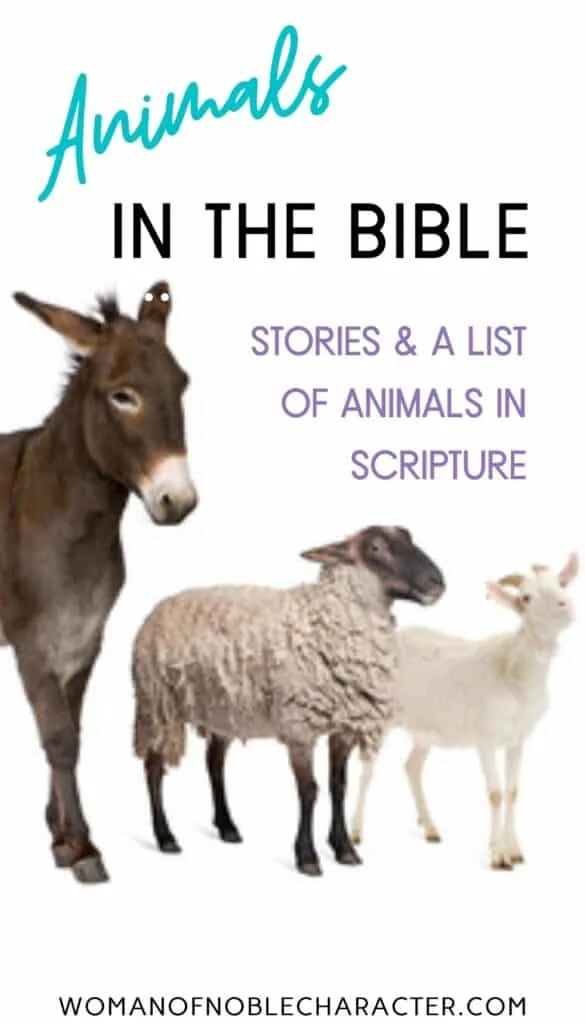 donkey, goat and sheep; animals in the Bible, 