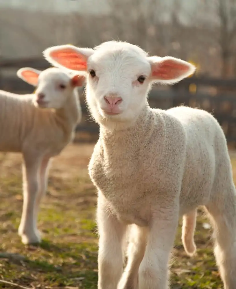 Two cute lambs posing; animals mentioned in scripture