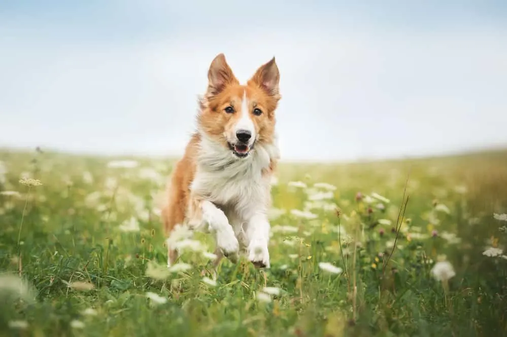 Red border collie dog running in a meadow, summer; animals of the Bible