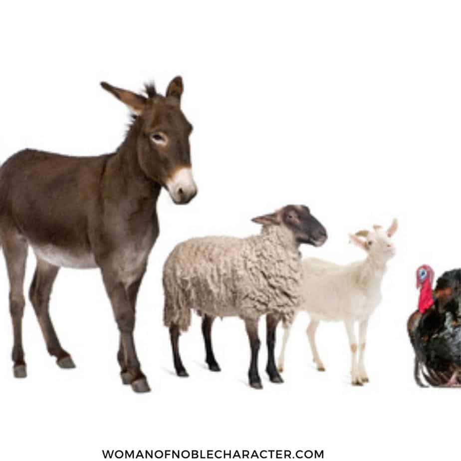 image of donkey, sheep, lamp and turkey for the post Animals in the Bible: 14 Stories of Animals God Used and a Comprehensive List of Animals in the Bible