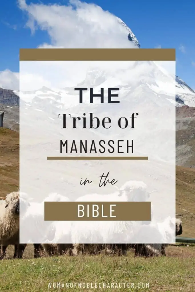 image of sheep in valley for tribe of manasseh post