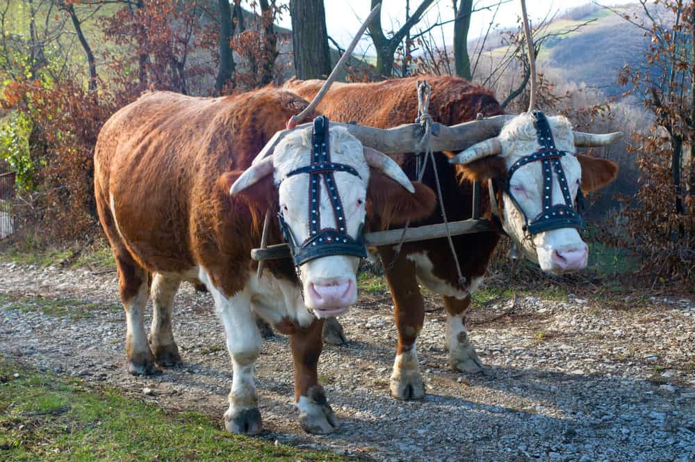 Pair of oxen with halter yoked together ready to pull a load for the post on unequally yoked marriage