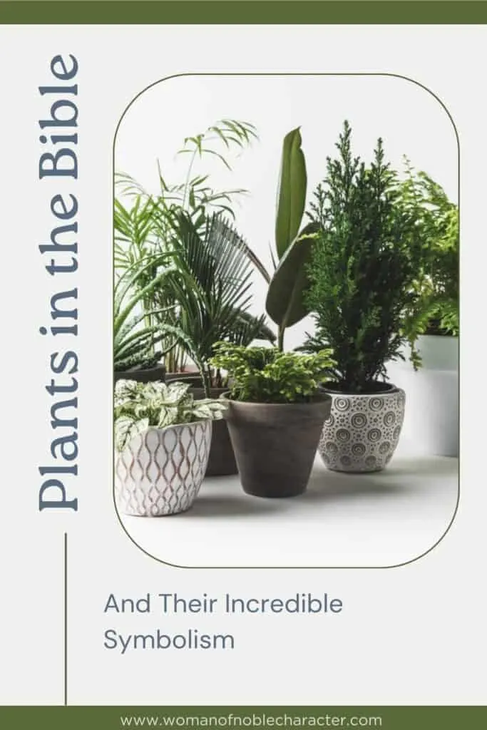 image of houseplants with the text Plants in the Bible and their incredible symbolism