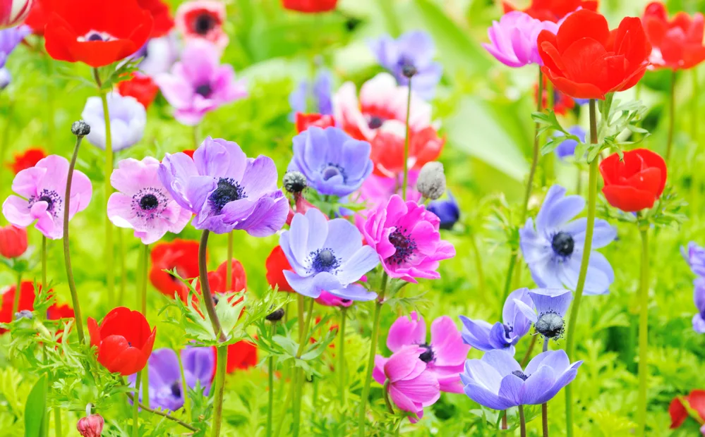 image of wildflowers for the post on flowers in the Bible ane Bible verses about flowers