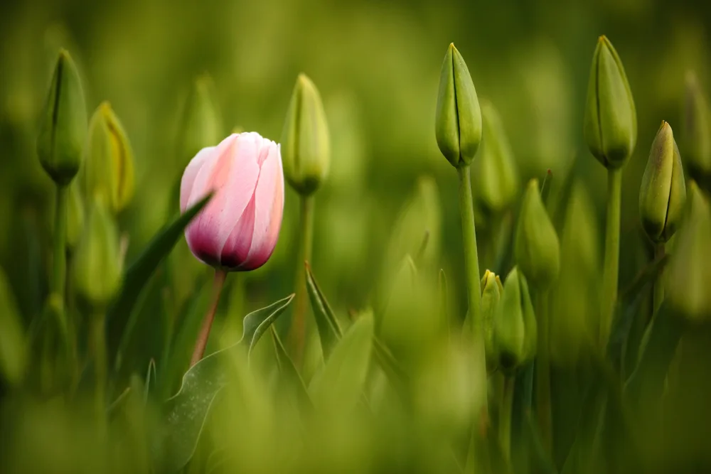 image of tulip for the post The Fascinating Symbolic Meaning of Flowers in the Bible and What to Include in a Biblical Garden