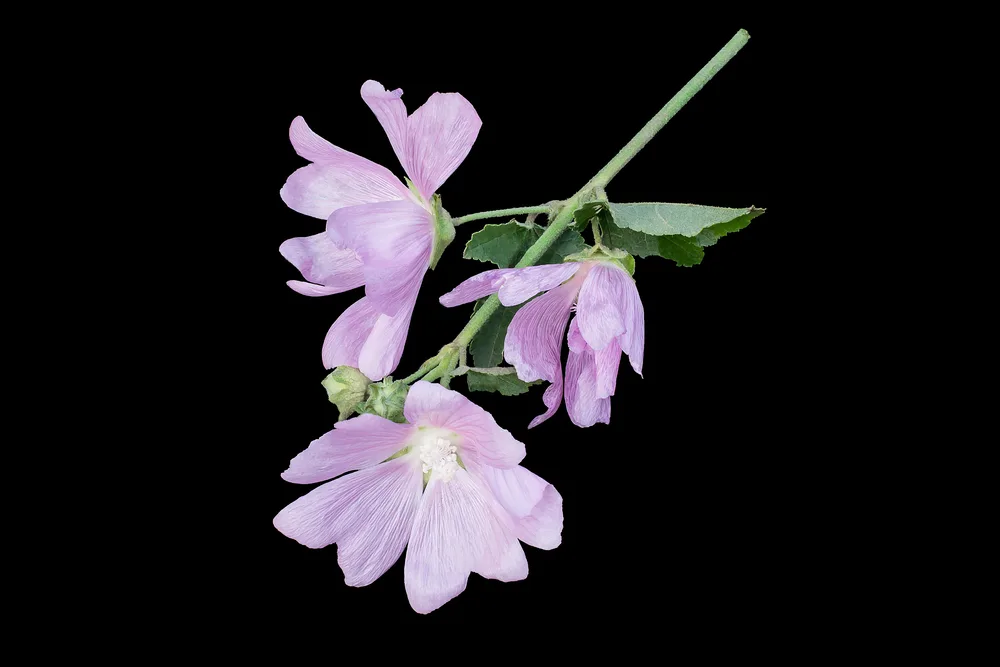 image of on a black background isolated on a black background for the post The Fascinating Symbolic Meaning of Flowers in the Bible and What to Include in a Biblical Garden