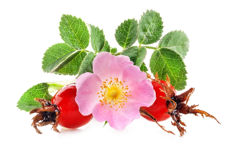image of Rose hips (Rosa canina) flowers and fruits isolated on white background for the post The Fascinating Symbolic Meaning of Flowers in the Bible and What to Include in a Biblical Garden