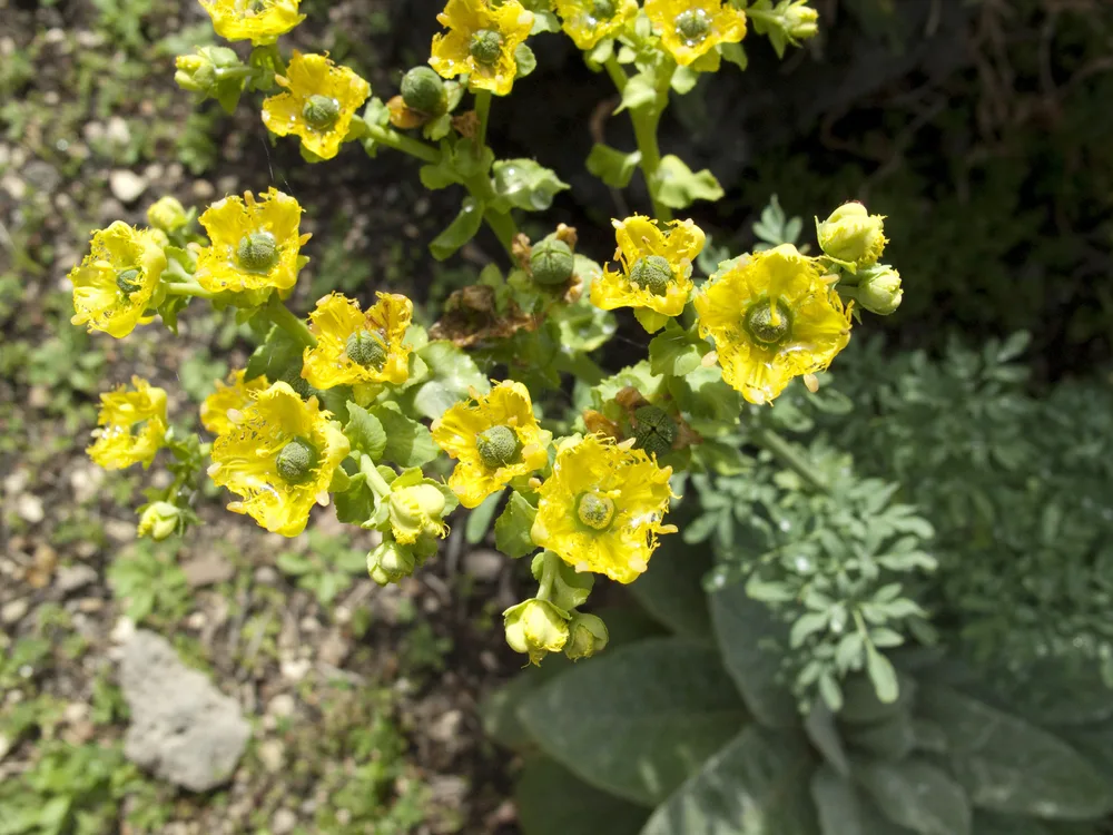 image of ruta chalepensis for the post The Fascinating Symbolic Meaning of Flowers in the Bible and What to Include in a Biblical Garden