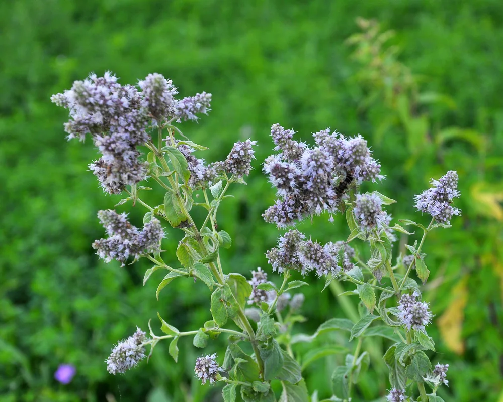 image of (Mentha longifolia) for the post The Fascinating Symbolic Meaning of Flowers in the Bible and What to Include in a Biblical Garden