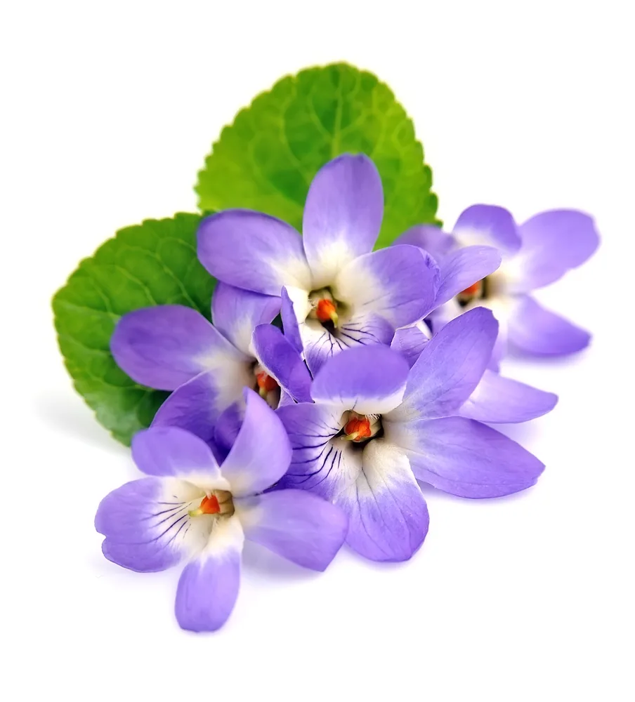 image of Wild violet flowers isolated on white backgrounds for the post The Fascinating Symbolic Meaning of Flowers in the Bible and What to Include in a Biblical Garden