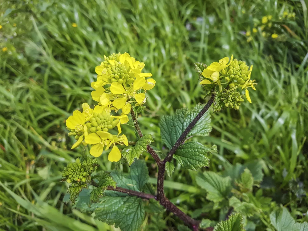 image of Black mustard, Brassica nigra, growing in Galicia, Spain for the post The Fascinating Symbolic Meaning of Flowers in the Bible and What to Include in a Biblical Garden