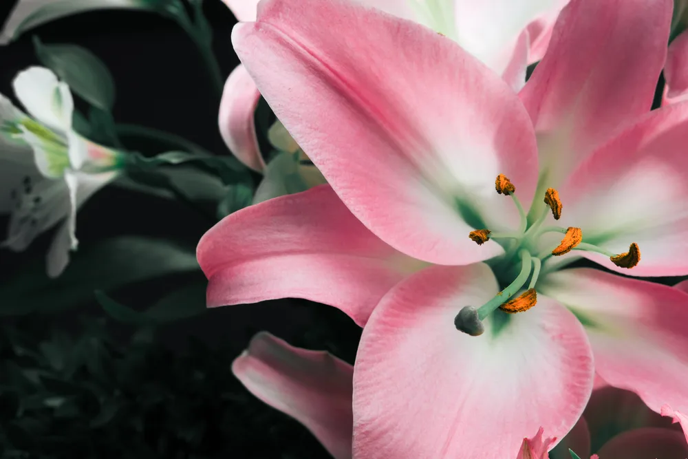 image of Lily bud close-up on a black background. Close-up petals detail for the post The Fascinating Symbolic Meaning of Flowers in the Bible and What to Include in a Biblical Garden