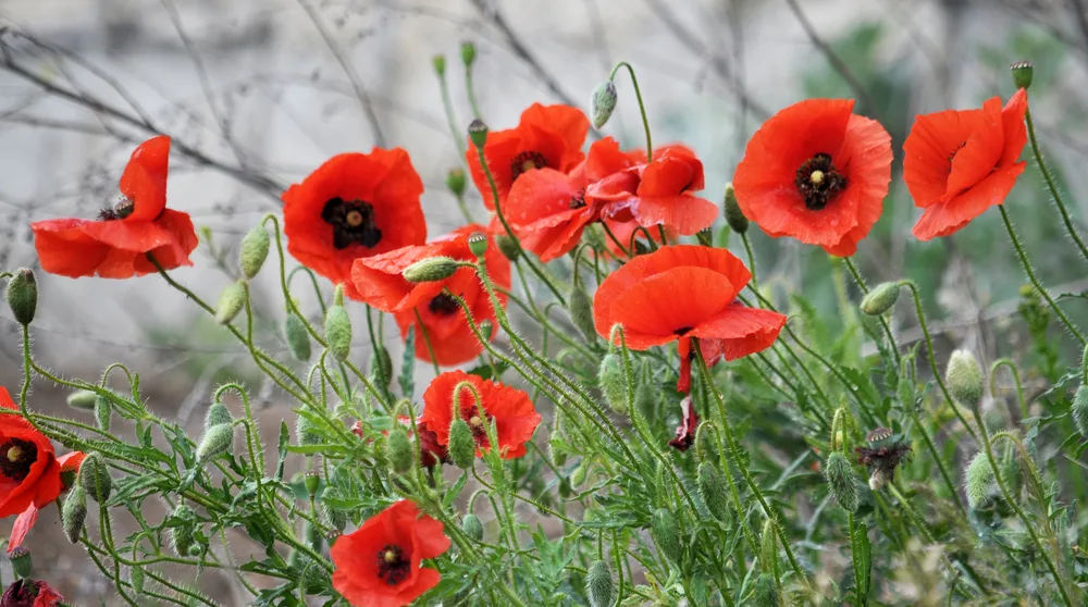 image of Wild poppy (Papaver rhoeas) blooms in summer for the post The Fascinating Symbolic Meaning of Flowers in the Bible and What to Include in a Biblical Garden