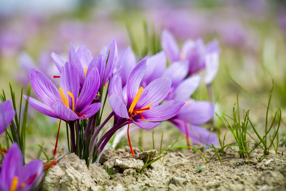 image of Saffron plant on ground, Crocus sativus  flowers on field, closeup view. Harvest collection season in Kozani Greece for the post The Fascinating Symbolic Meaning of Flowers in the Bible and What to Include in a Biblical Garden