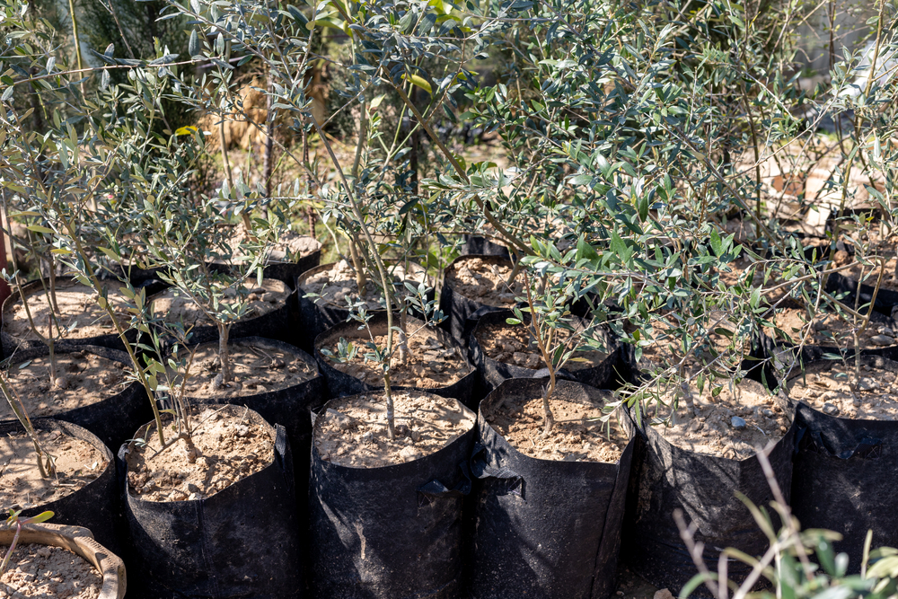 Olive plants in grow bags closeup for post on grafted in