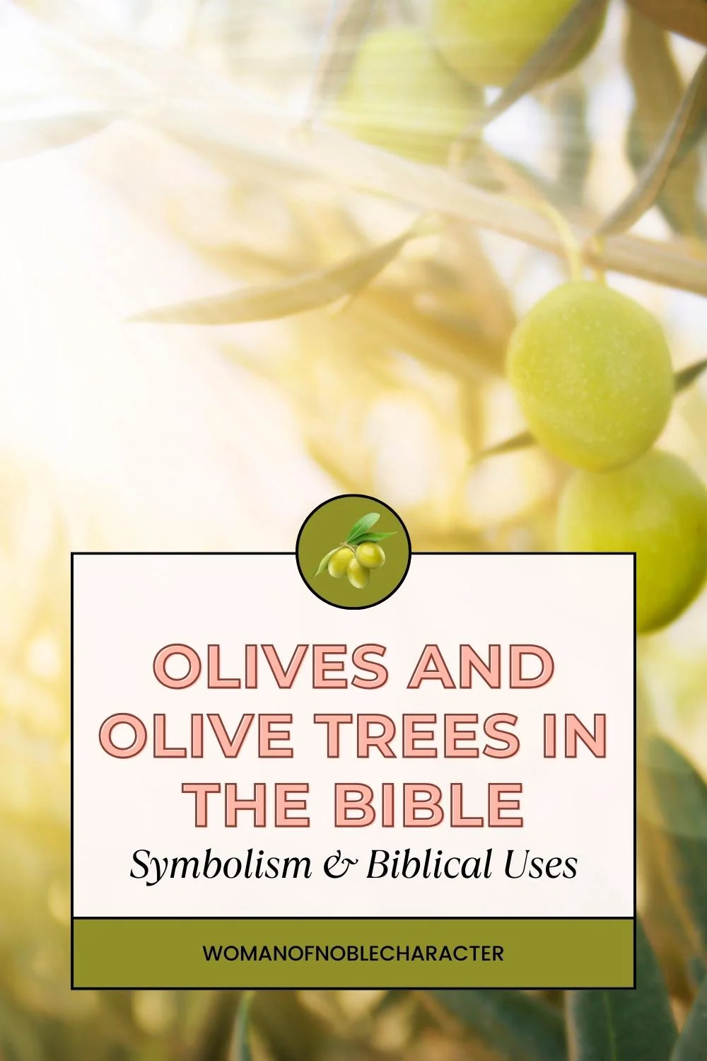 image of olive growing on tree for the post A Fascinating Study of Olive Trees and Olives in the Bible