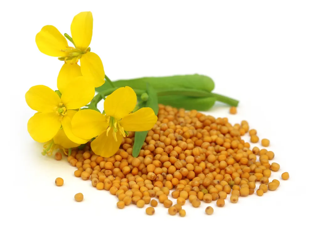 image of Mustard flower with seeds over white background for the post on the meaning of the parable of the mustard seed