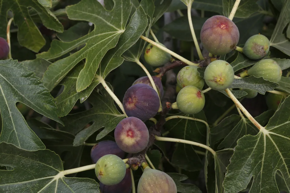 image of figs on tree for the post on what is the meaning of the parable of the fig tree